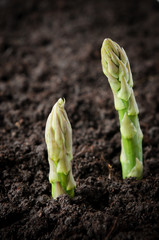 Field with asparagus