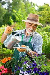 Senior Mann gießt Blumen