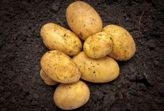 Bunch of fresh potatoes