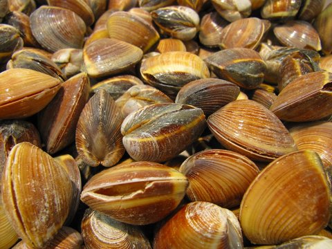 Clams, almejas.
