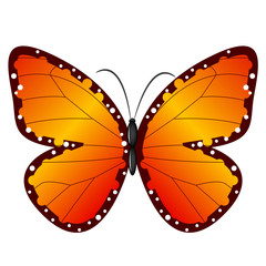 Vector butterfly