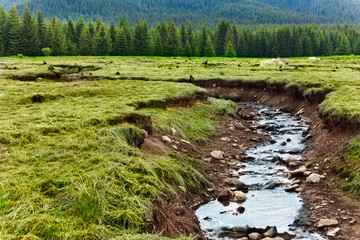 Creek in Romania mountains
