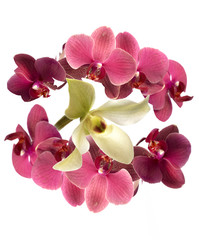 Fototapeta na wymiar pink flower orchid