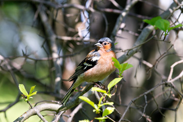 Chaffinch male in forest