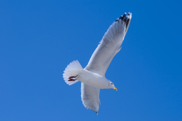 sea gull in the sky