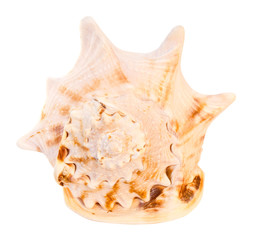 sea shell