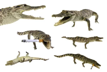 Papier Peint photo autocollant Crocodile Stuffed isolated crocodile