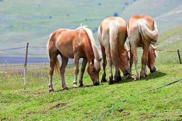 Cavalli al pascolo. Horses eating