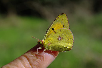 colias crocera sul dito della mano