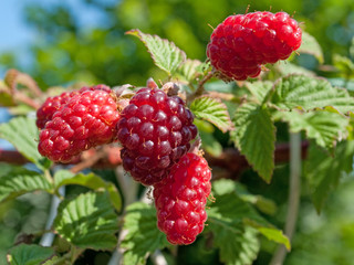 Tayberry