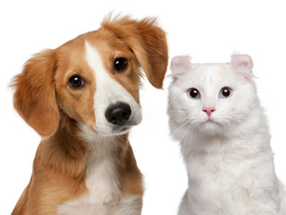 Mixed-breed puppy, 4 months old and a American Curl cat