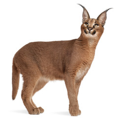 Naklejka premium Caracal, Caracal caracal, 6 months old