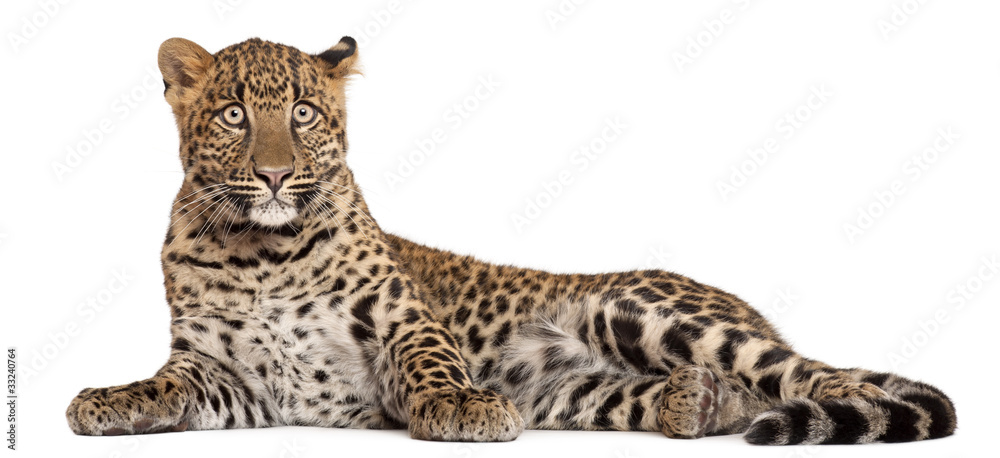 Poster Leopard, Panthera pardus, 6 months old,