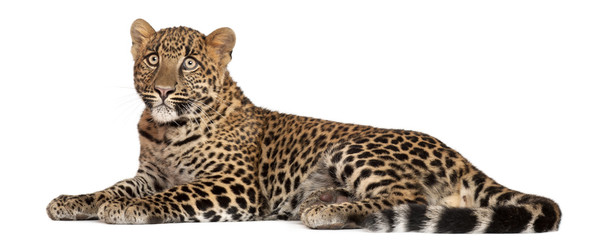Obraz premium Leopard, Panthera pardus, 6 months old
