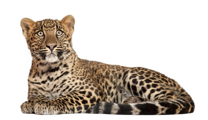 Leopard, Panthera pardus, 6 months old, lying in front of white