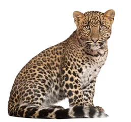 Gardinen Leopard, Panthera pardus, 6 Monate alt © Eric Isselée