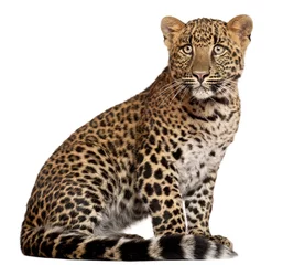 Poster Leopard, Panthera pardus, 6 months old © Eric Isselée