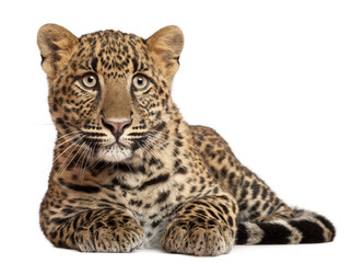 Naklejka premium Leopard, Panthera pardus, 6 months old