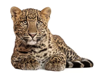 Gardinen Leopard, Panthera pardus, 6 Monate alt © Eric Isselée