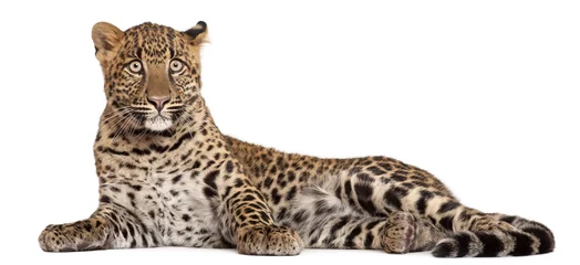 Fototapeten Leopard, Panthera Pardus, 6 Monate alt, © Eric Isselée