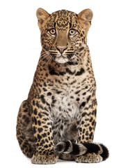 Obraz premium Leopard, Panthera pardus, 6 months old