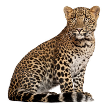 Leopard, Panthera pardus, 6 months old