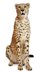 Cheetah, Acinonyx jubatus, 18 months old, sitting - obrazy, fototapety, plakaty