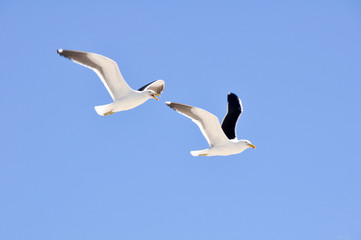 Seagulls flying
