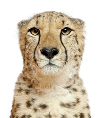 Close-up of Cheetah, Acinonyx jubatus, 18 months old