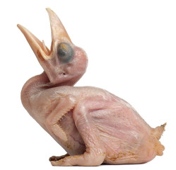 Rhinoceros Hornbill, Buceros rhinoceros, 10 days old © Eric Isselée