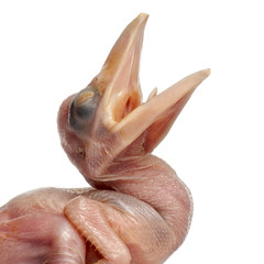 Close-up of Rhinoceros Hornbill, Buceros rhinoceros, 10 days old © Eric Isselée