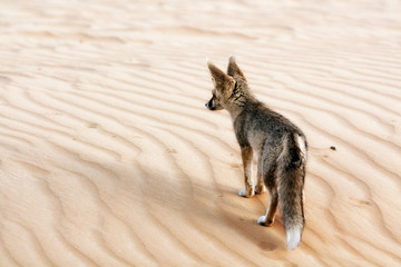 A Desert Fox Surveying his Territory