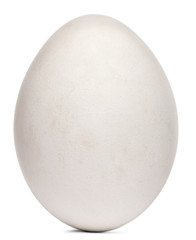 Egg of Griffon Vulture, Gyps fulvus