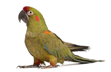 Red-fronted Macaw, Ara rubrogenys, 6 months old © Eric Isselée