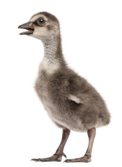 Hawaiian Goose, Branta sandvicensis