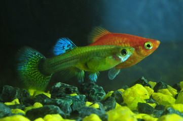 Female Guppies  and  Petsiliya. Aquarium fish.