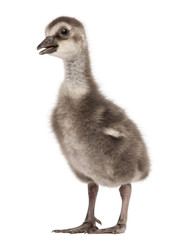 Hawaiian Goose, Branta sandvicensis