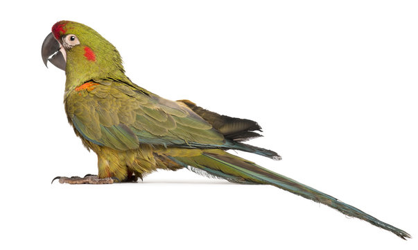 Red-fronted Macaw, Ara rubrogenys, 6 months old