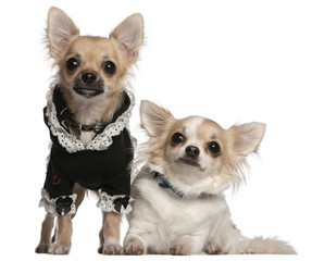 Two Chihuahuas dressed-up in front of white background