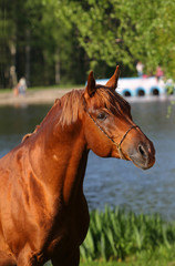Fototapeta premium arab horse