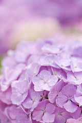 アジサイの花
