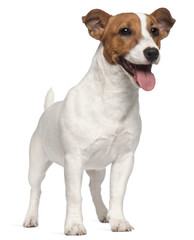 Jack Russell Terrier puppy, 6 months old, standing