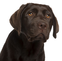 Close-up of Labrador Retriever puppy, 5 months old