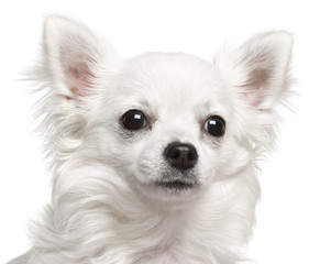 Close-up of Chihuahua, 7 months old