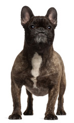 French Bulldog, 5 years old, standing in front of white backgrou