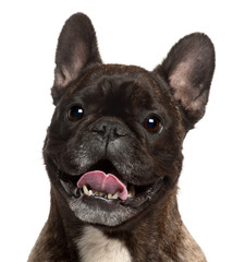 Close-up of French Bulldog panting, 5 years old