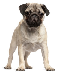 Pug puppy, 3 months old, standing in front of white background