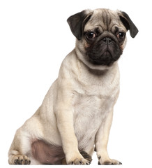 Pug puppy, 3 months old, sitting in front of white background