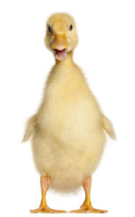 Duckling, 1 week old, standing in front of white background
