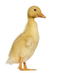 Duckling, 1 week old, standing in front of white background